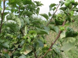 Почему на яблоне и груше скручиваются листья – причины и советы, что делать