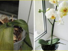 И ваша орхидея будет цвести круглый год. 7 важных секретов по уходу за орхидеями