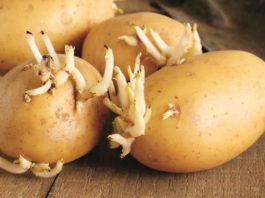 Р. Ахмедов: белые картофельные ростки лечат рак, ревматизм, подагру и повышают остроту зрения