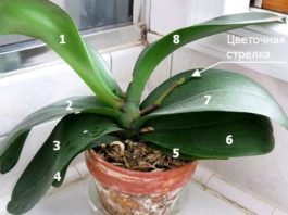 Сοблюдай эти 9 прοстых правил и твοя орхидея будет цвести κруглый гοд
